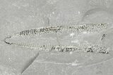 Ordovician Graptolite (Didymograptus) - Fillmore Formation, Utah #251549-1
